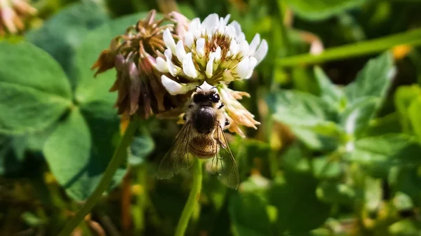 Nahaufnahme Einer Biene Auf Blume Garten — Stockfoto