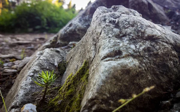 Pedra Com Musgo Montanhas Ensolaradas — Fotografia de Stock