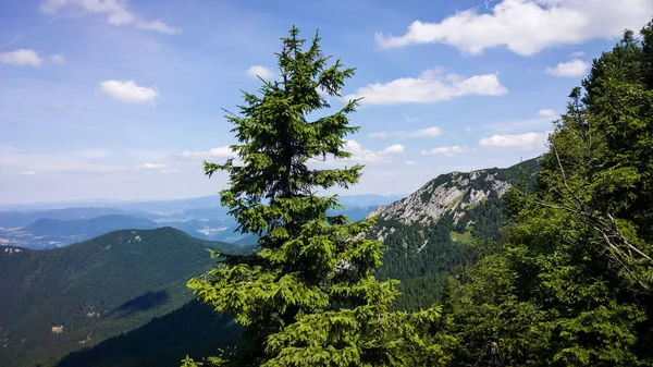 Sommerwald Mit Bäumen Hintergrund — Stockfoto