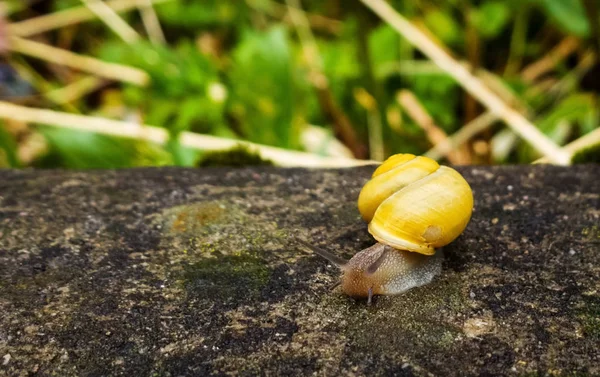 Little Snail Natural Background Close — Stock Photo, Image