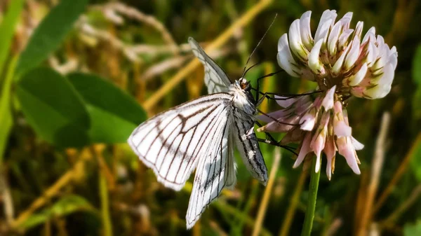 Papillon Sur Fond Vert — Photo