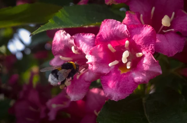 Abeja Polinizadora Flor — Foto de Stock