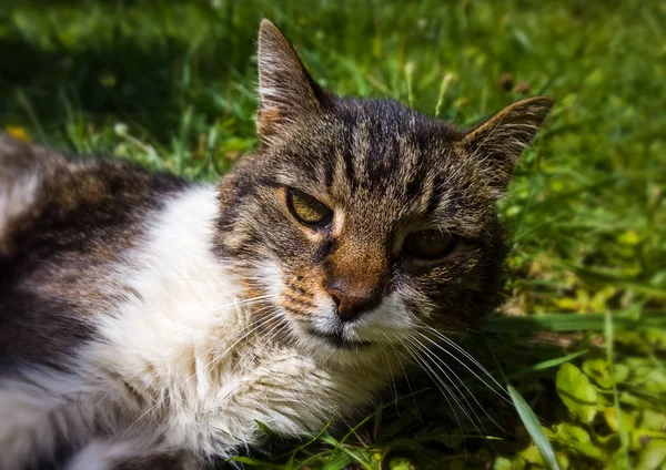 정원에 귀여운 고양이 슬로바키아 — 스톡 사진