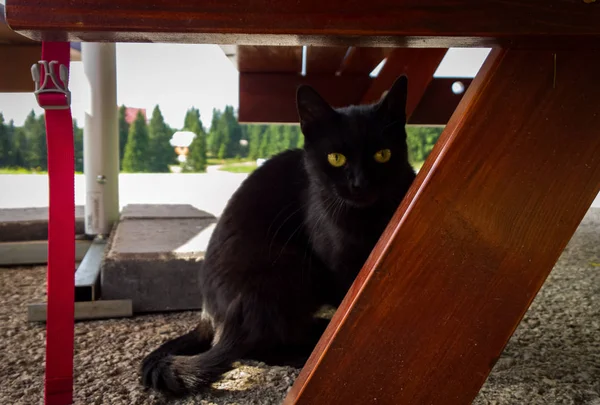 黑猫在桌子底下 斯洛伐克 — 图库照片