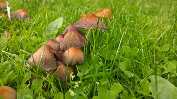Pequenos Cogumelos Grama Verde — Fotografia de Stock