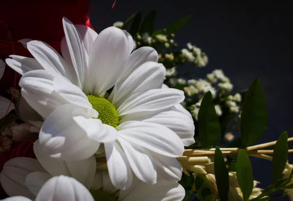 Weiße Blume Garten Aus Nächster Nähe — Stockfoto