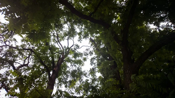 Viele Bäume Sonnenlicht Grünen Wald — Stockfoto