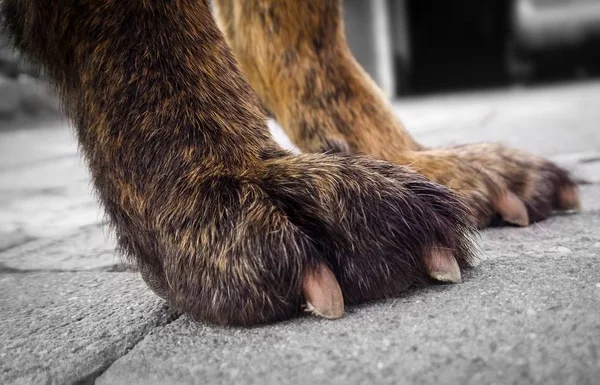 Πόδια Του Σκύλου Στο Πάτωμα Κοντά — Φωτογραφία Αρχείου