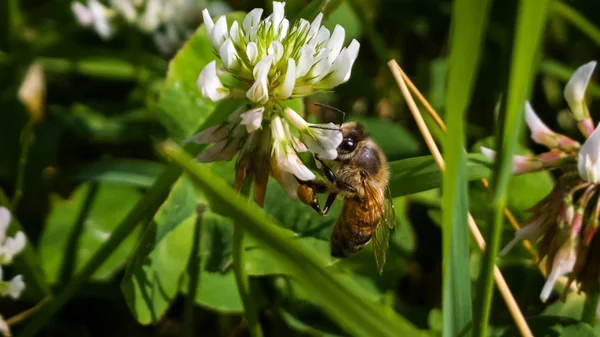 Biene Auf Dem Grünen Gras — Stockfoto