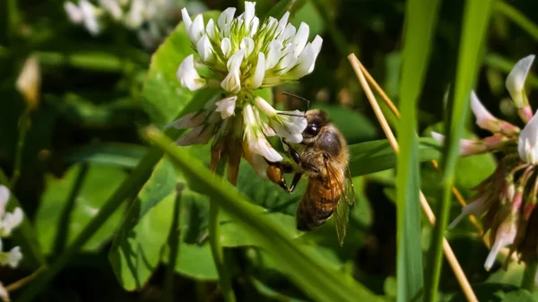 Abeja Hierba Verde —  Fotos de Stock