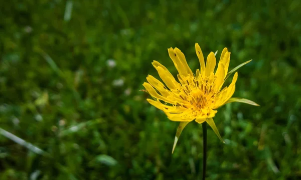Letni Kwiat Tle Zbliżenie — Zdjęcie stockowe