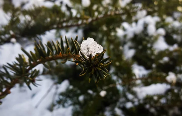 Parkera Snön Vintern Slovakien — Stockfoto