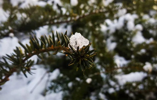 Estacione Bajo Nieve Durante Invierno Países Bajos — Foto de Stock