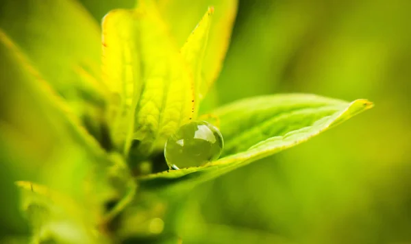 Goccia Fresca Foglia Verde — Foto Stock