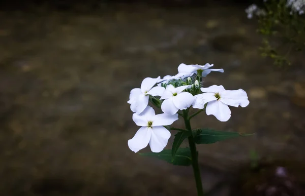 Beautiful Flowers Green Garden — Stock Photo, Image