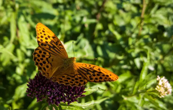 Beau Papillon Dans Jardin — Photo