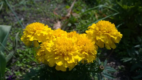 Flores Amarelas Jardim Verde — Fotografia de Stock