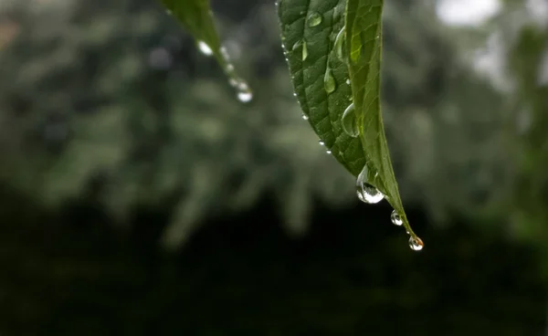 Gröna Blad Med Vattendroppar — Stockfoto