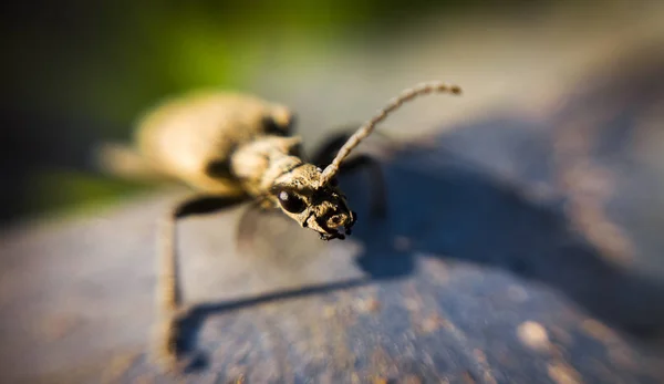 Abeille Sur Fond Vert — Photo