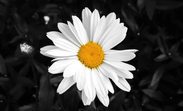 Sommerblume Auf Hintergrund Nahaufnahme — Stockfoto
