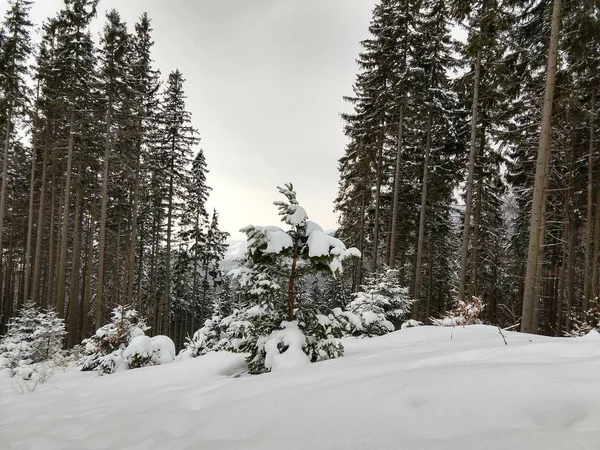 Park Snow Winter Slovakia — Stock Photo, Image