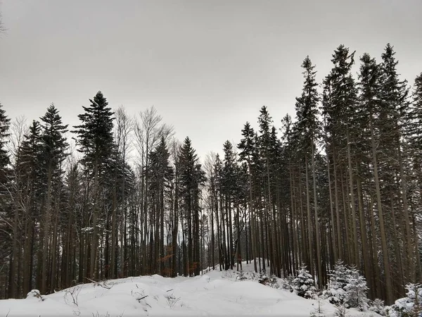Park Pod Śniegiem Zimą Słowacja — Zdjęcie stockowe