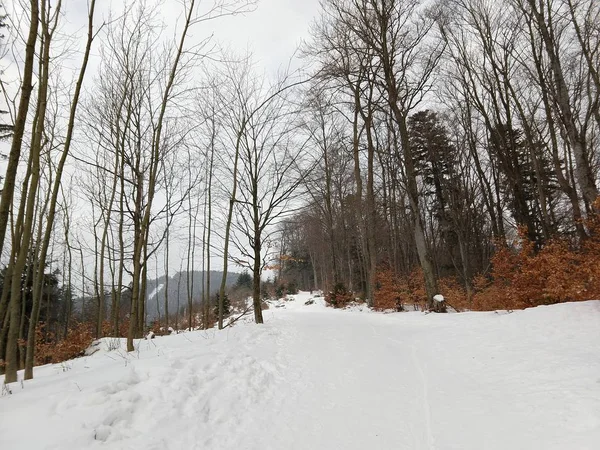 Nature Couverte Neige Hiver Slovaquie — Photo