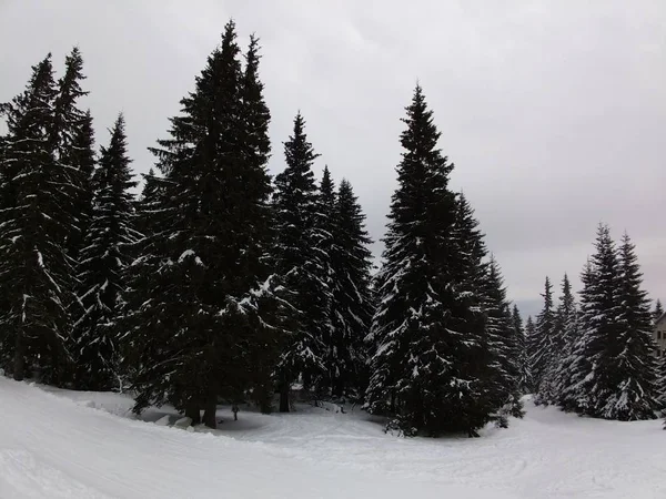 Natur Täckt Snö Vintern Slovakien — Stockfoto