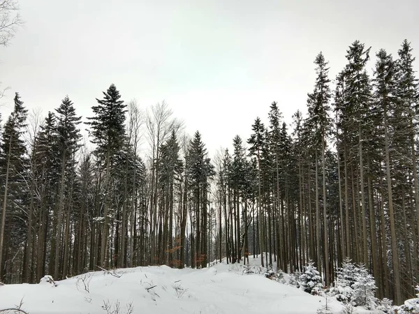 Kışın kar altında park edin. Slovakya