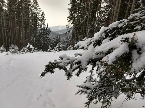 Kışın kar altında park edin. Slovakya