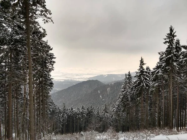 Park Pod Śniegiem Zimą Słowacja — Zdjęcie stockowe