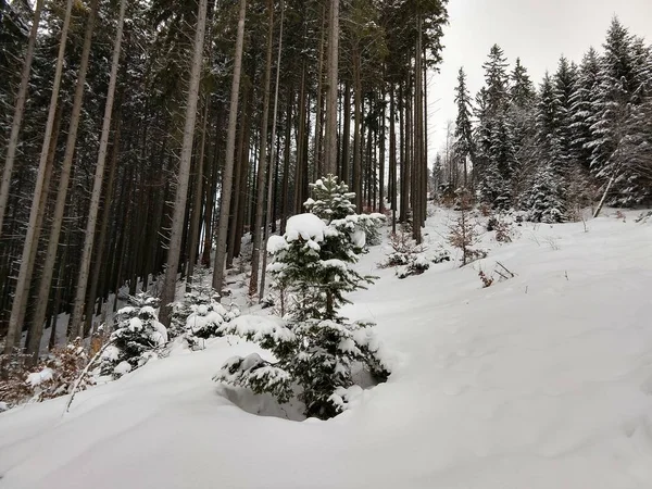 Parcheggiare Sotto Neve Durante Inverno Slovacchia — Foto Stock