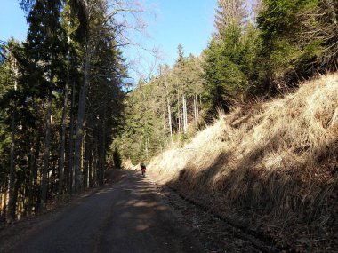 Güneşli ormanda bisikletçi. Slovakya