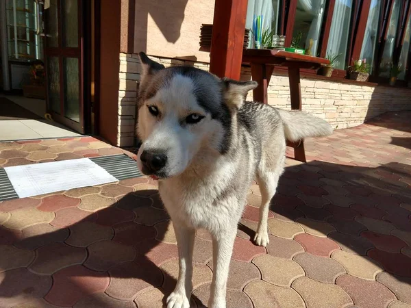 Perro Husky Siberiano Amistoso Países Bajos — Foto de Stock