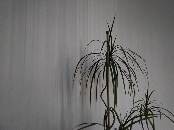 Odada Dracaena bitkisi var. Slovakya