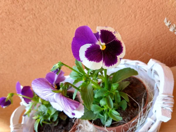 Gyönyörű Pansy Virágok Szlovákia — Stock Fotó