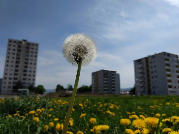 草の中にタンポポの花 スロバキア — ストック写真