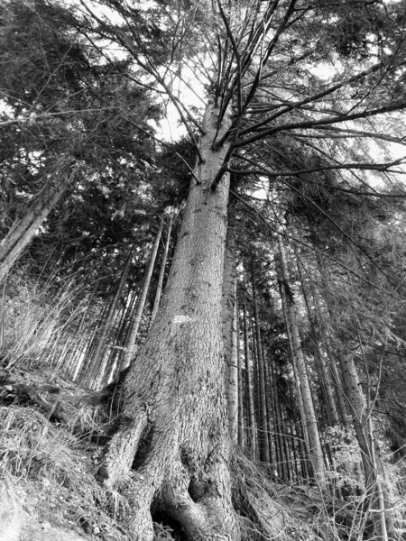 Зимовий Ліс Чорно Білому Тоні — стокове фото