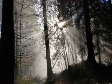 Güneşli bir günde güzel sisli sonbahar ormanı