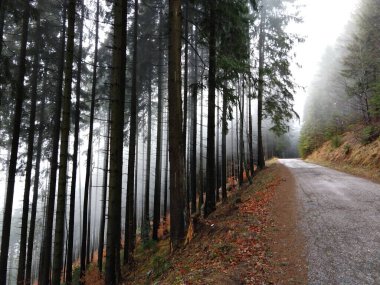 Sonbaharda güzel bir sonbahar ağacı. Slovakya