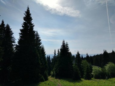 Güzel yeşil dağ orman   