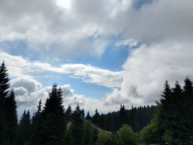 Güzel yeşil dağ orman