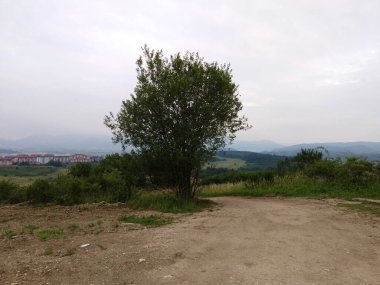 Dağ çayırı manzarası