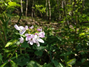 Bahçedeki güzel yabani çiçekler