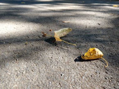 Güneşli bir günde kaldırıma düşen yapraklar.