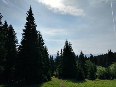 Güzel yeşil dağ orman  