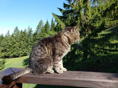 Kedi ahşap balkonda oturuyor ve orman manzarasına bakıyor.