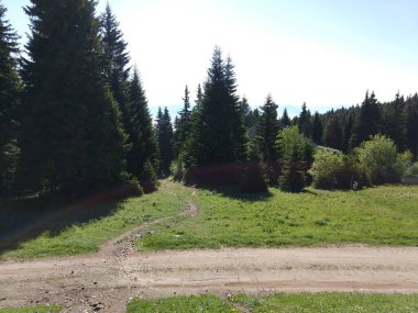 Güneşli bir günde güzel yeşil orman manzarası  