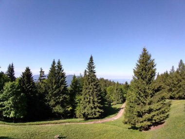 Güneşli bir günde güzel yeşil orman manzarası