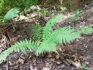 Ormanda yeşil eğreltiotu yaprakları
